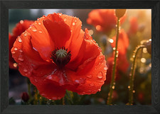 Red Poppy Flower Droplets
