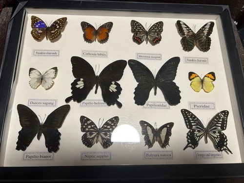 Framed taxidermy butterfly - taxidermy,