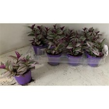 Tradescantia Nanouk Trailing House Plant in a 7cm Pot