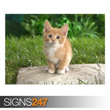 CURIOUS TABBY KITTEN poster -