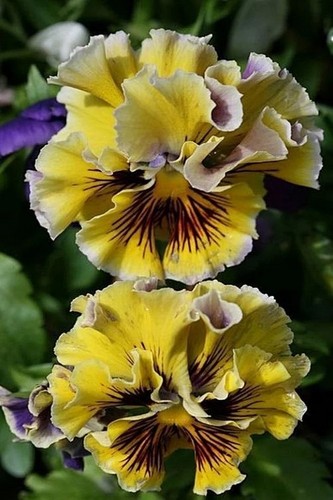 Italian pansy seeds flamenko - seeds,