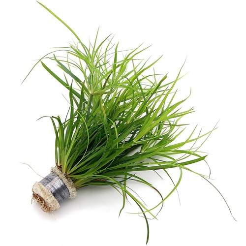 K2aqua juncus repens live - k2aqua,