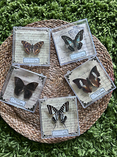 Lot framed butterfly - lot, 5