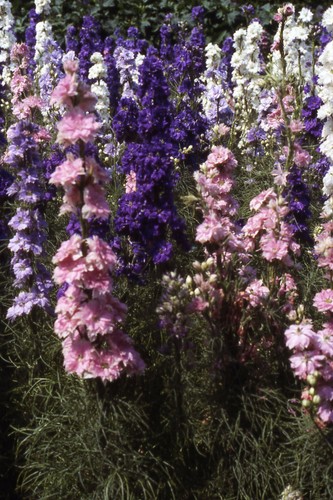 Delphinium larkspur giant - larkspur,