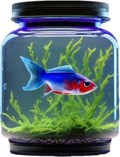4 picture set of a  Neon Tetra