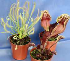 3 CARNIVOROUS PLANTS COLLECTION:Sarracenia purpurea,Sarracenia hyb.,white Sundew