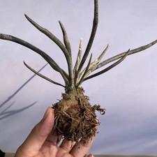 Rare Astrophytum caput-medusae