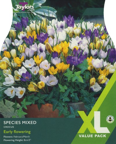Taylors bulbs crocus species - taylors,