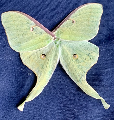 Set green luna moth wings - green,