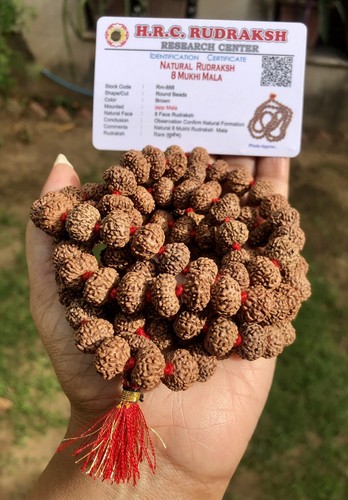 Lab certified rare mukhi - lab,