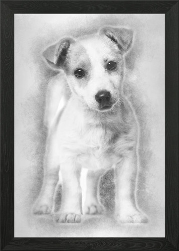 Jack russell puppy month - 3,