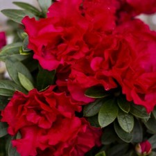 Suttons Rhododendron Azalea