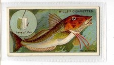 (Jb4501-100)  WILLS,FISH & BAIT,THE GURNARD,1910#43
