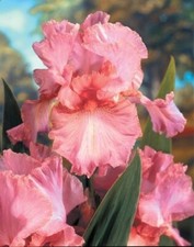 IRIS GERMANICA PINKY-SALMON BEARDED IRIS SUMMER PERENNIAL PLANT aquatic