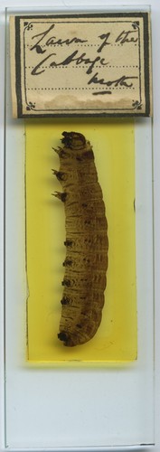 Antique microscope slide - microscope, by