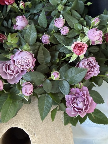 Mini roses lavender - lavender, color