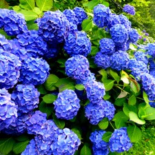 Hydrangea macrophylla early - hydrangea, 'early