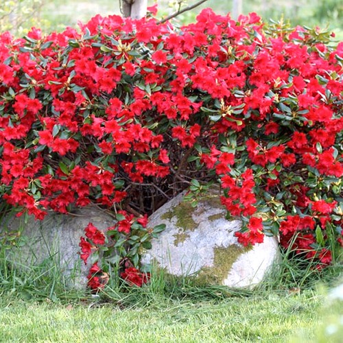 Rhododendron baden - x,