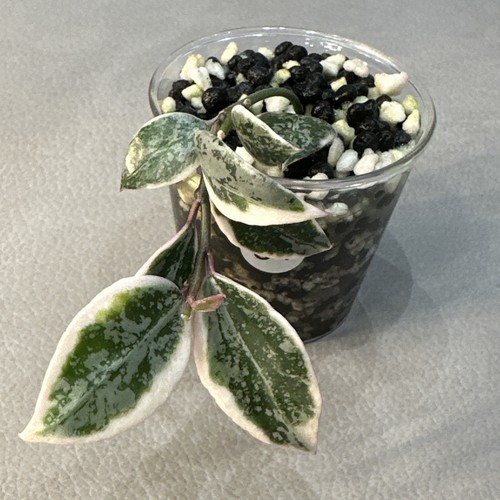 Hoya lacunosa princess - lacunosa, lumina