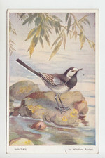 Winifred Austen bird postcard