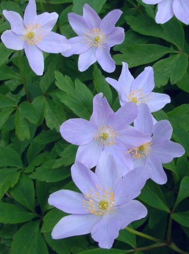 Anemone nemorosa