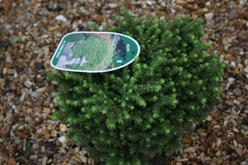 Picea abies little gem - picea,