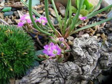 Lewisia Pygmaea : 25 Seeds 