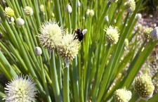 WELSH ONION 3 MATURE PLANTS