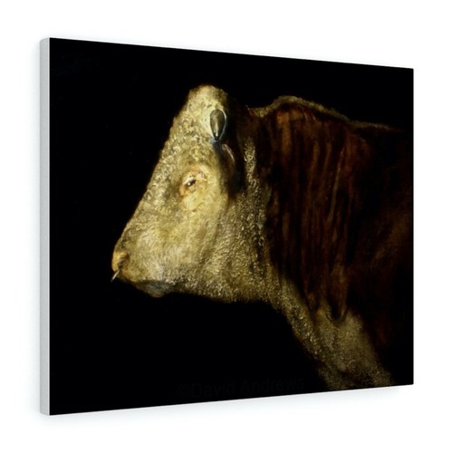 Hereford bull canvas print - hereford,