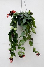 Aeschynanthus ‘Mona Lisa’