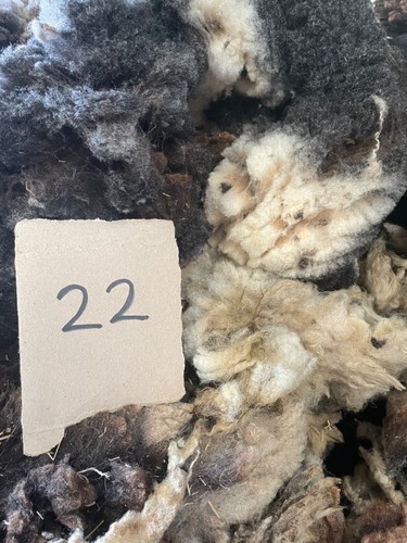 Matted with raw sheep - with, sheep's