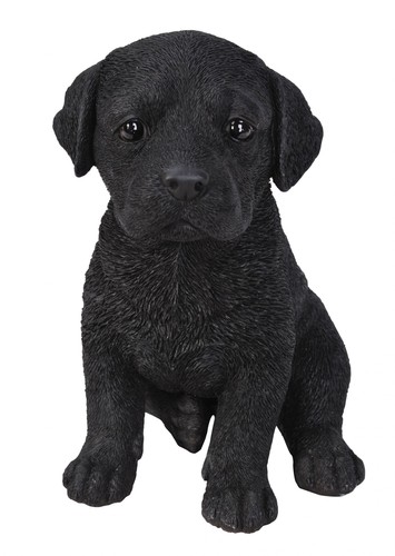 Labrador puppy dog - labrador,