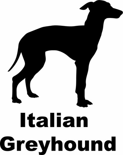 Italian greyhound - italian,