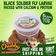 5L Chubby Dried Black Soldier