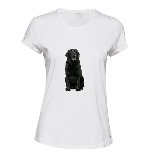 Cute black labrador dog white - cute,