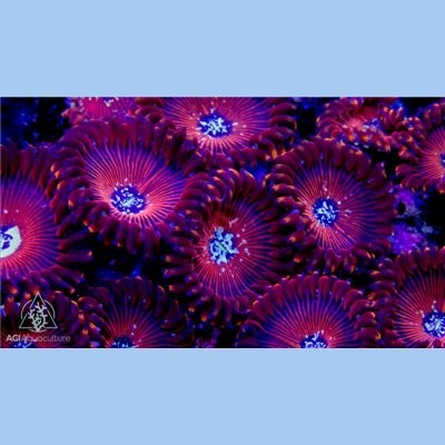 Aci wizards zoanthids saq - zoanthids,