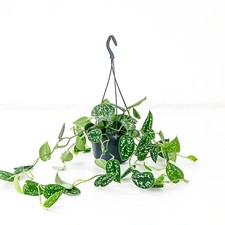 Satin Pothos