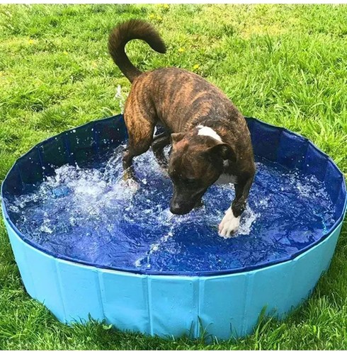 Large pet bath dog - xx-large,
