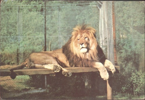 Lion suffolk wildlife park - wildlife,