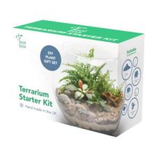 Root box terrarium plant - root, xl