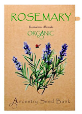 Organic ROSEMARY 🌱 50 Seeds