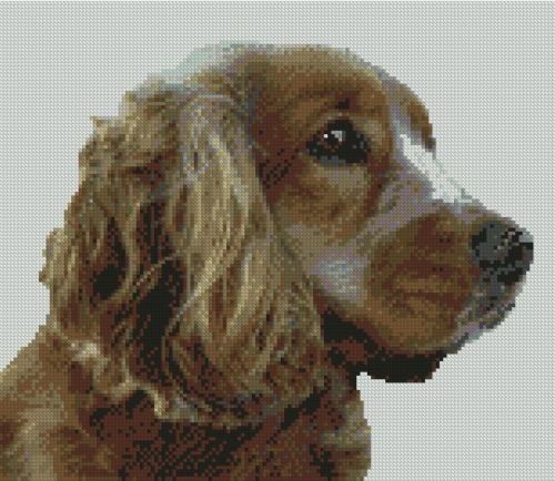 Cocker spaniel dog - cocker, puppy