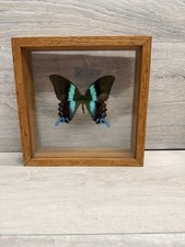 Green Peacock Swallowtail