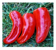 SWEET PEPPER MARCONI RED 60 CERTIFIED ORGANIC SEEDS