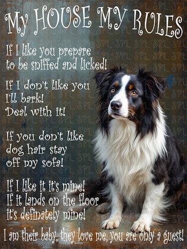 Border collie dog - my, house