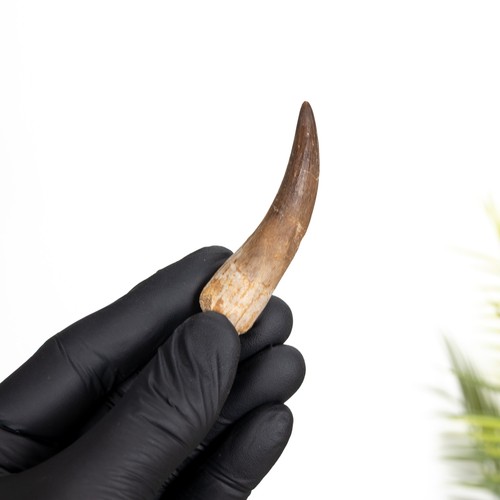 Plesiosaur dinosaur tooth - dinosaur,