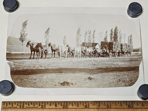 C1900 massive horse team - c1900,