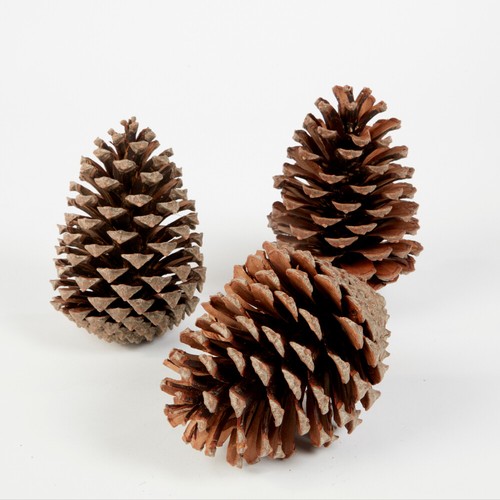 Pine cones orange - pine, slices