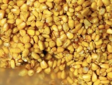 Prepared maize  Carp, Tench