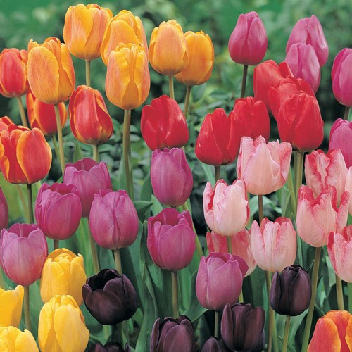 Tulip darwin plant - darwin,